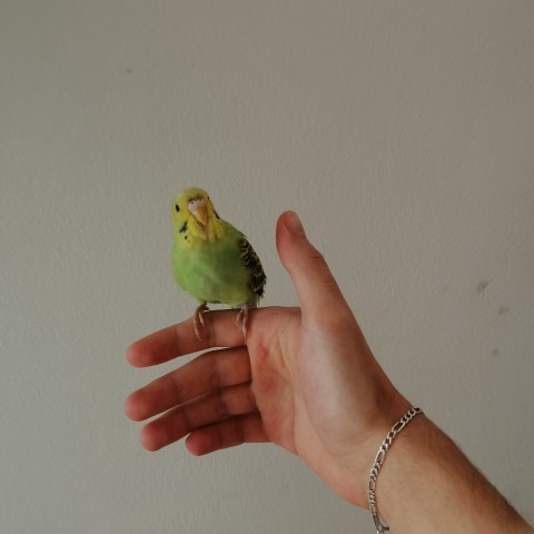 Sonuçlar açıklanmış. Geleceğin veteriner hekimiyim, size nereler geldi?