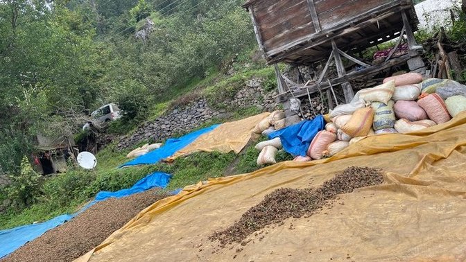 Fındık sofranıza nasıl geliyor biliyor musunuz?