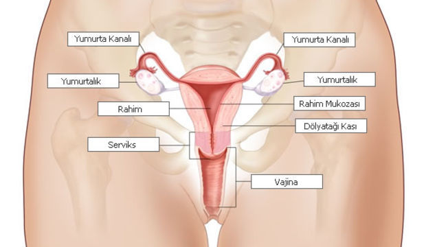 Vajinal derinliğin fazla olması kadın için neyi değiştirir?