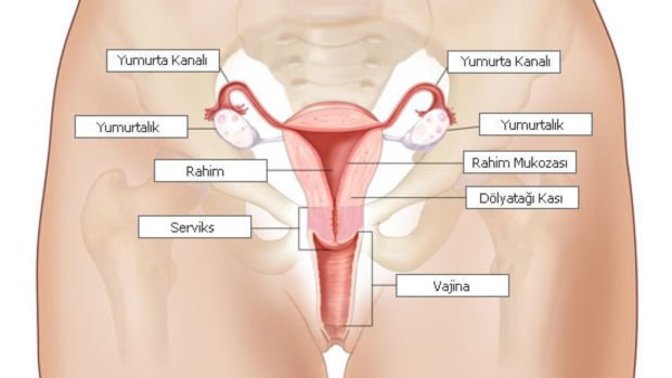 Vajinal derinliğin fazla olması kadın için neyi değiştirir?