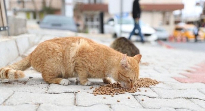 Sokak hayvanlarına mama desteğinde bulunuyor musunuz?