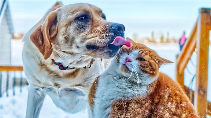 Kediler ve köpekler aynı evin içerisinde anlaşabilirler mi?