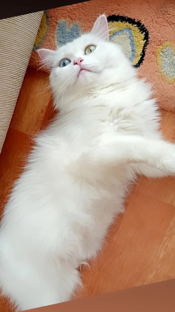 Annem, kedi sahiplendiğim için benim evimde yemek yemiyor. Evcil hayvan olan bir evde yemek yer misiniz?