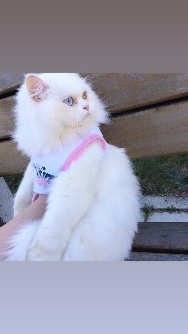 Annem, kedi sahiplendiğim için benim evimde yemek yemiyor. Evcil hayvan olan bir evde yemek yer misiniz?