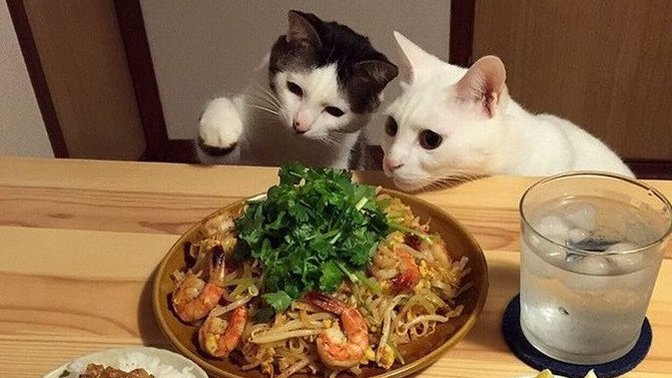 Annem, kedi sahiplendiğim için benim evimde yemek yemiyor. Evcil hayvan olan bir evde yemek yer misiniz?