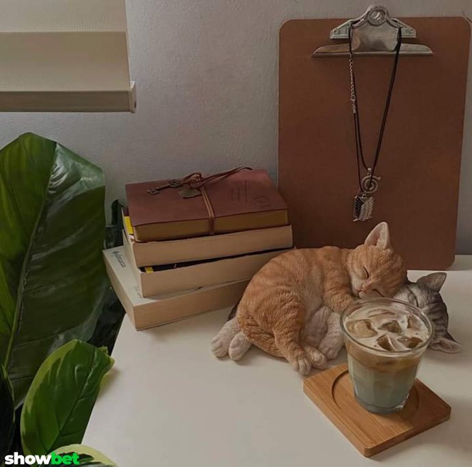 Kedilerin uyuma şekilleri çok tatlı değil mi?