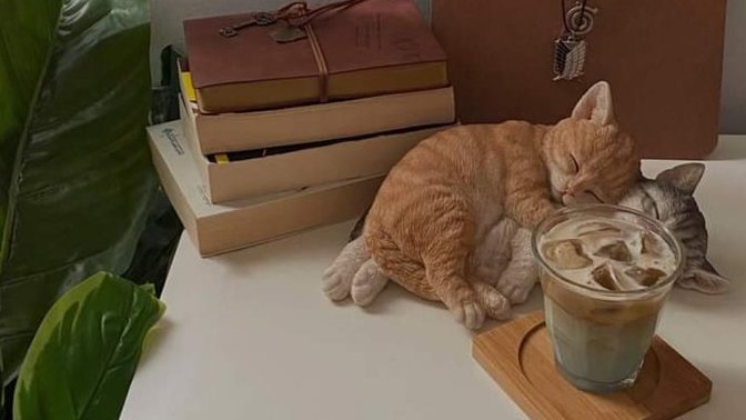 Kedilerin uyuma şekilleri çok tatlı değil mi?