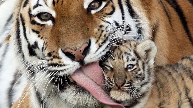 Evcil hayvan olarak leopar beslemek ister miydiniz?