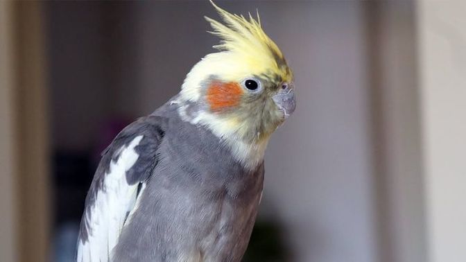 Lutino sultan papağanı cinsiyeti nereden anlaşılır?