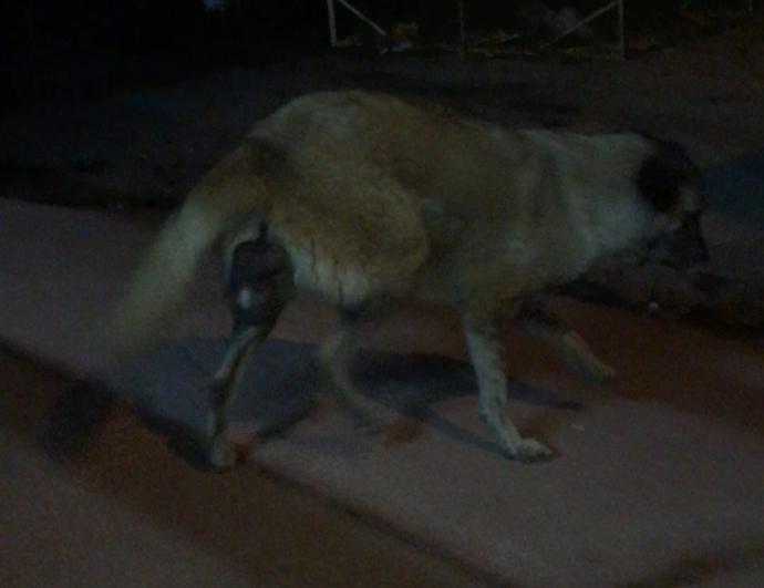 Bi̇r sokak köpeği̇nde sanırım kanser ya da ki̇st fark etti̇k. Bunu nereye bi̇ldi̇rmemi̇z gereki̇r?