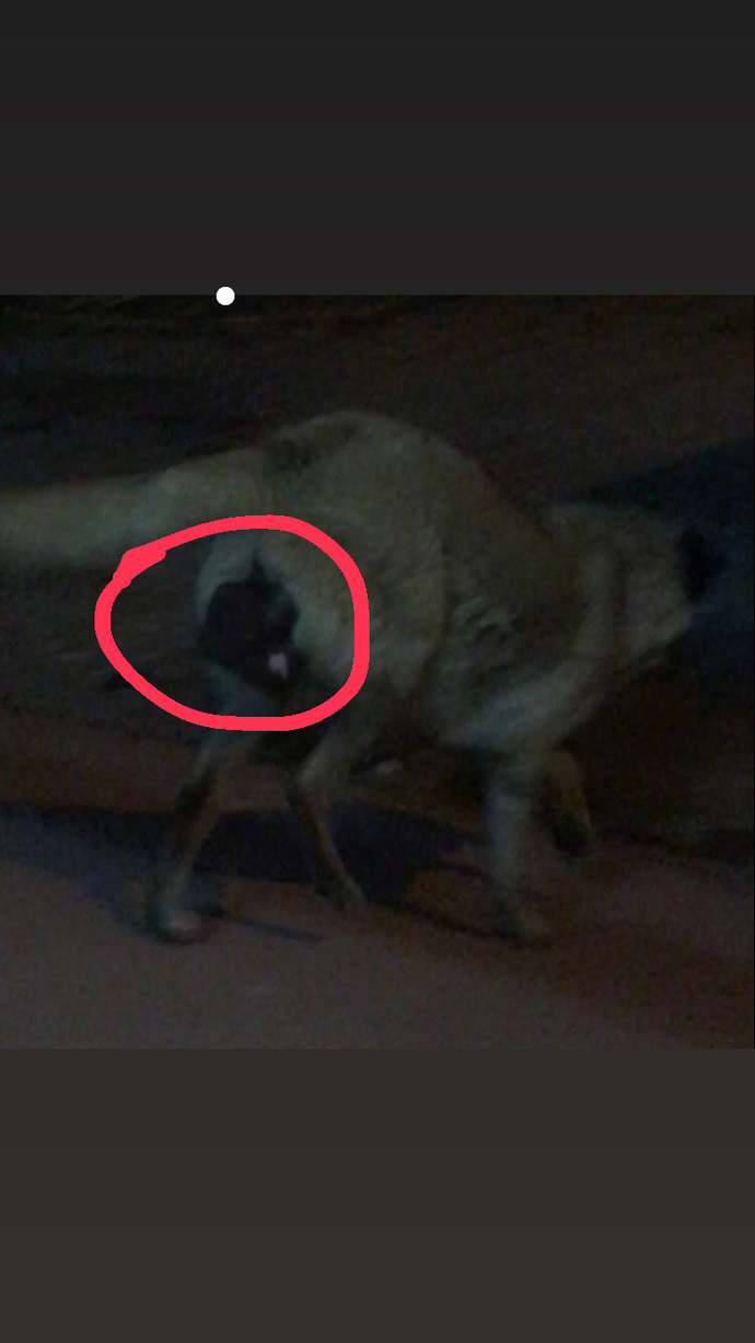 Bi̇r sokak köpeği̇nde sanırım kanser ya da ki̇st fark etti̇k. Bunu nereye bi̇ldi̇rmemi̇z gereki̇r?