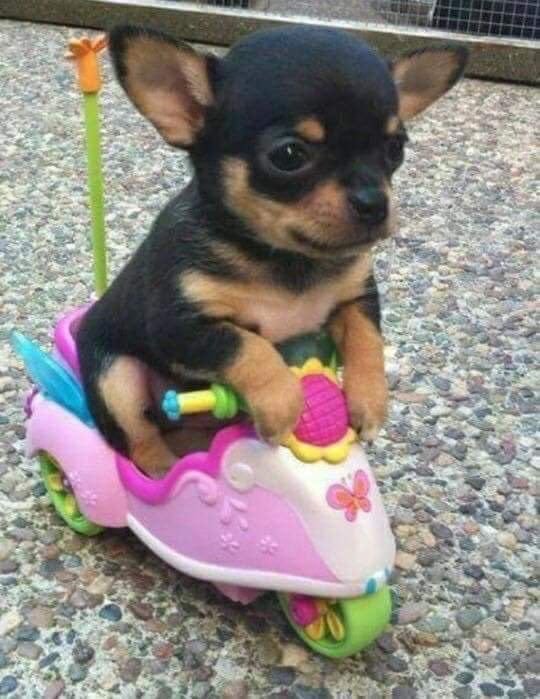 🌸 🌸