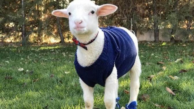 İnsanlara "Kuzum" diye hitap eder misiniz ya da size böyle hitap edilir mi?