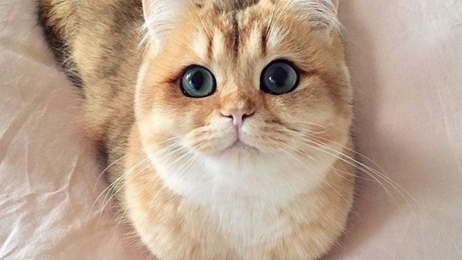 Hayvanlarla konuşma şansınız olsaydı hangisiyle sohbet etmek isterdiniz?