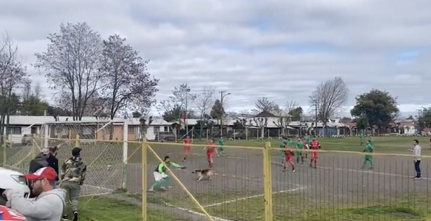 Şilide oynanan futbol maçında bir köpek gol attı! Bu köpeği takımınızda görseniz, hangi oyuncudan daha çok iş yapardı?