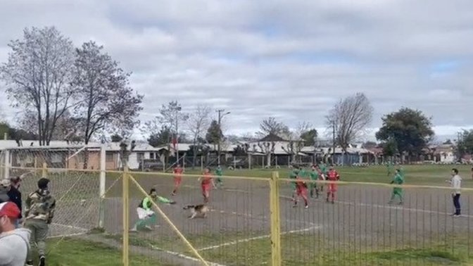 Şili'de oynanan futbol maçında bir köpek gol attı! Bu köpeği takımınızda görseniz, hangi oyuncudan daha çok iş yapardı?