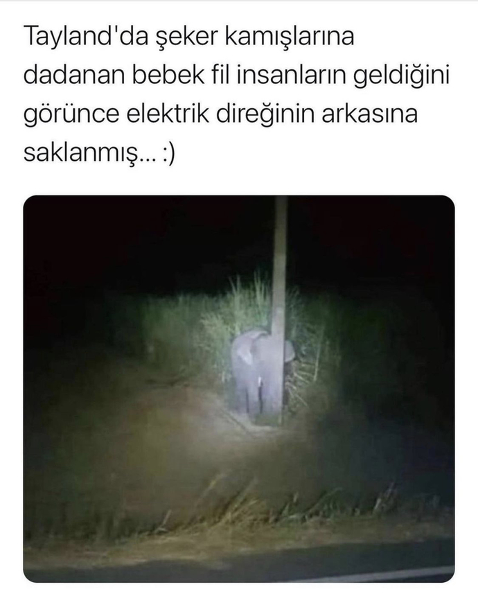 Yakalandığında sen nereye saklanırsın?