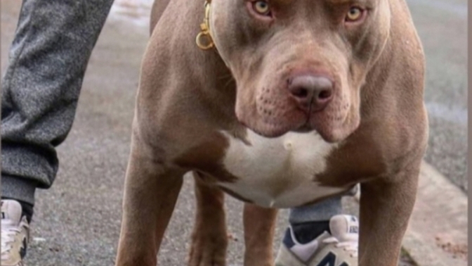 American Pitbull Terrier mi Çin Aslanı mı?
