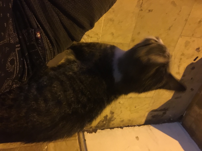 Bu minnoş kedi neden sürekli sürtünmek istiyor olabilir?
