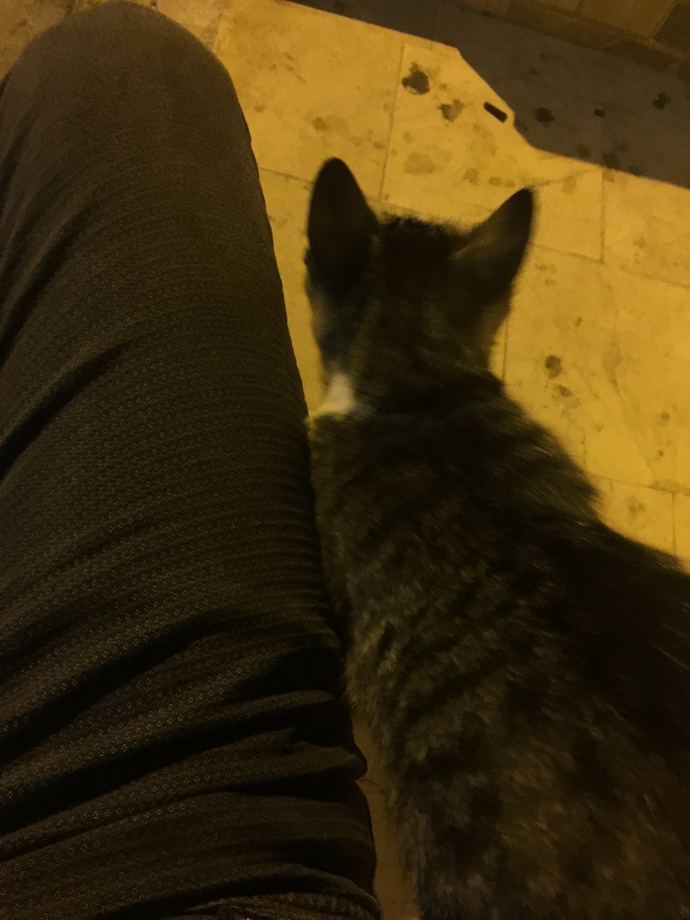 Bu minnoş kedi neden sürekli sürtünmek istiyor olabilir?