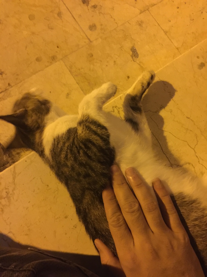 Bu minnoş kedi neden sürekli sürtünmek istiyor olabilir?