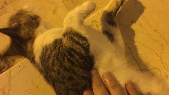Bu minnoş kedi neden sürekli sürtünmek istiyor olabilir?