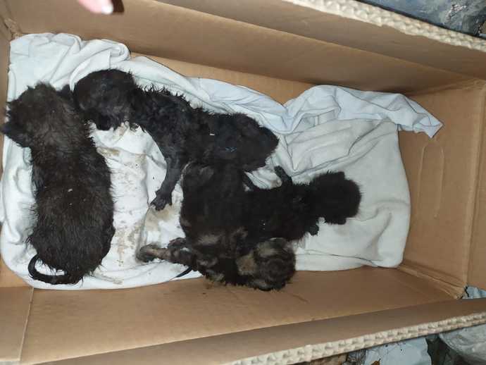 Yenidoğan kedi bakımı nasıl olmalı?