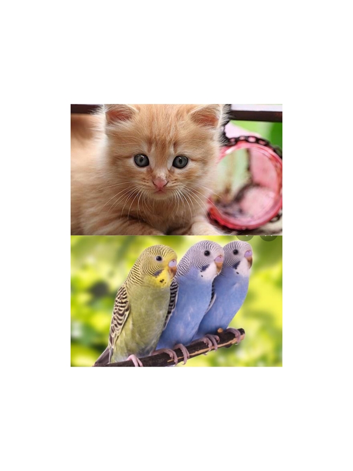 Kediler mi daha tatlı kuşlar mı?
