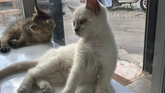 Bu kediye 2 bin tl verilir mi?
