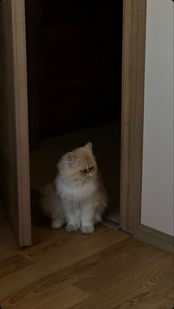 Kedi depresyondan nasıl çıkarılır?