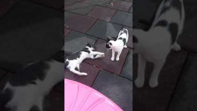 Kedi videoları izlemeyi sever misin?