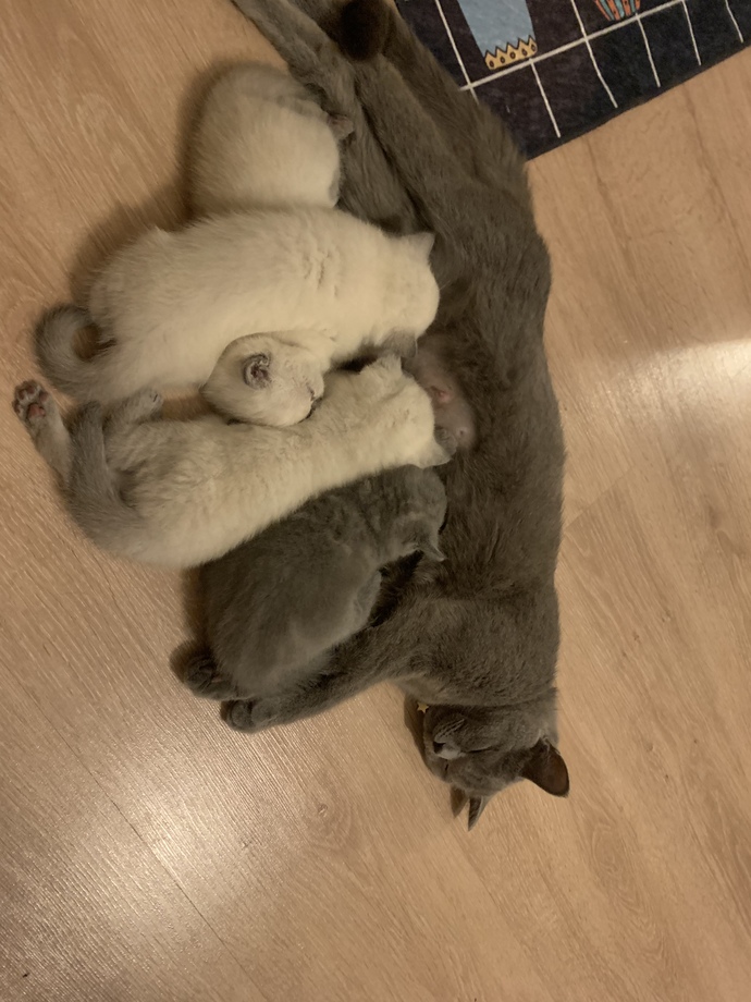 Kedimin yavruları nasıl😍?