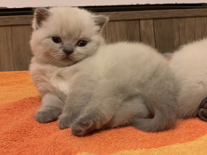 Kedimin yavruları nasıl😍?