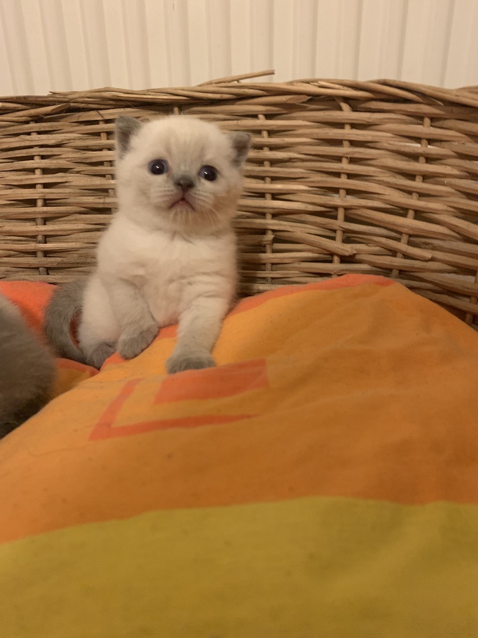 Kedimin yavruları nasıl😍?