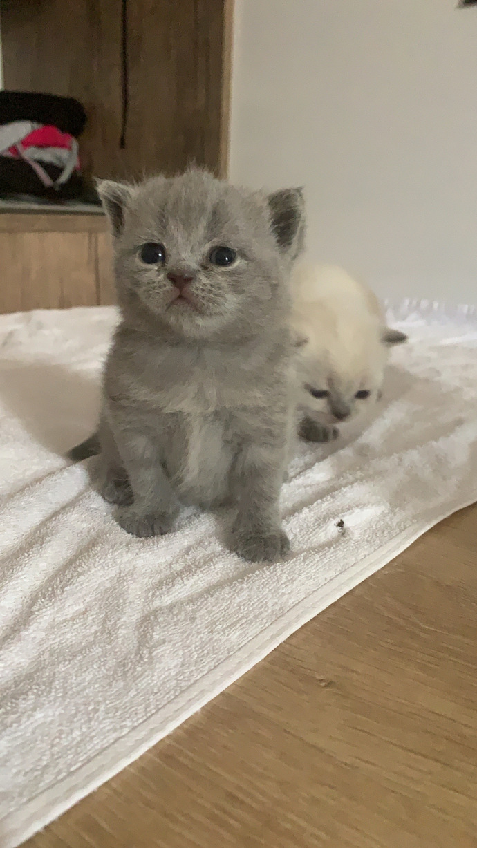 Kedimin yavruları nasıl😍?