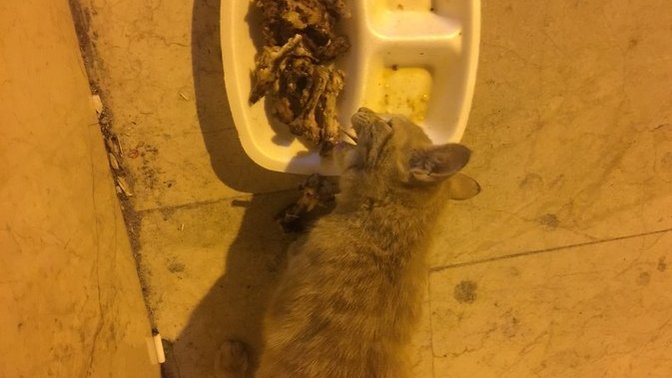 Yeni bir kedim daha oldu. Sizce adını ne koyayım?