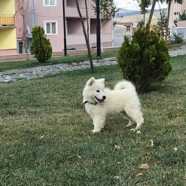 Köpeğimin ismi ne olsun isim bulamadım?