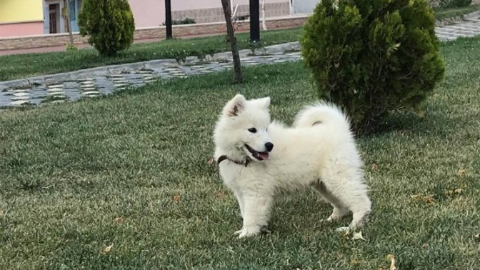 Köpeğimin ismi ne olsun isim bulamadım?