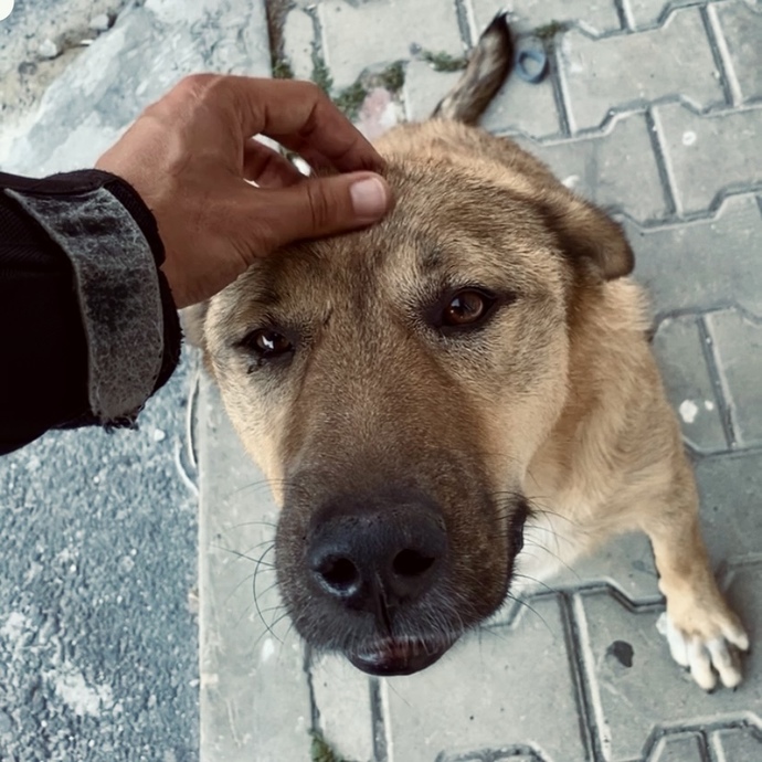 En son ne zaman bir hayvanı sevdiniz?