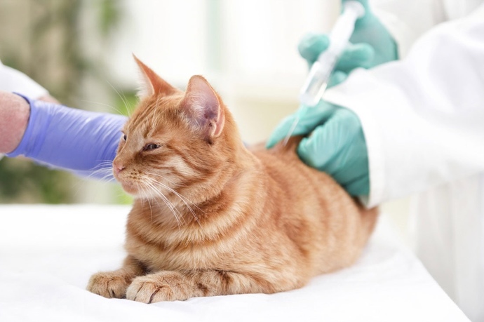 Evcil hayvanlarınız veterinere gidince strese giriyor mu?
