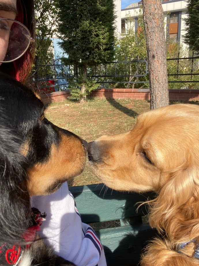 Köpeğim sürekli erkek peşinde ne yapmalıyım?
