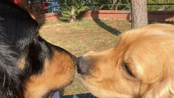 Köpeğim sürekli erkek peşinde ne yapmalıyım?