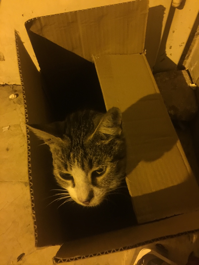Kutulandık! 😍🐈 Kediler kutuların içine girmeyi neden bu kadar sever?