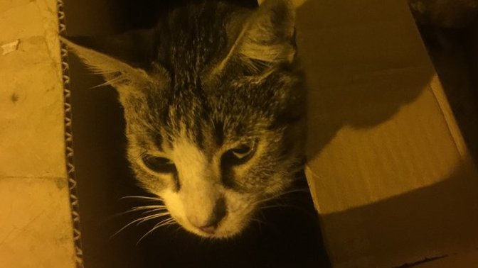 Kutulandık! 😍🐈 Kediler kutuların içine girmeyi neden bu kadar sever?