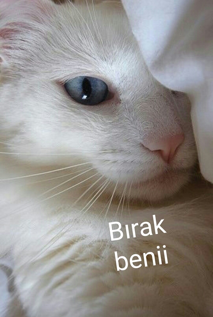 Manitanın gönlünü nasıl alabilirim?