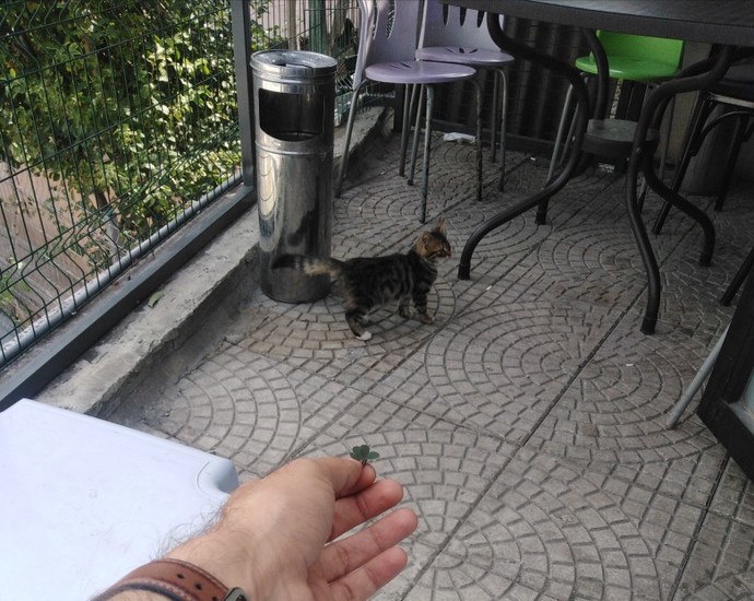 Kadınlarla kedilerin ortak özellikleri nelerdir?