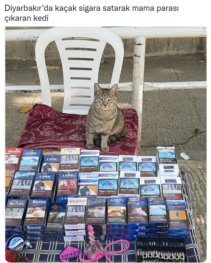 Hayvanlarla ilgili tebessüm ettiren anılarınız var mı, varsa takdim eder misiniz efendim🙃?