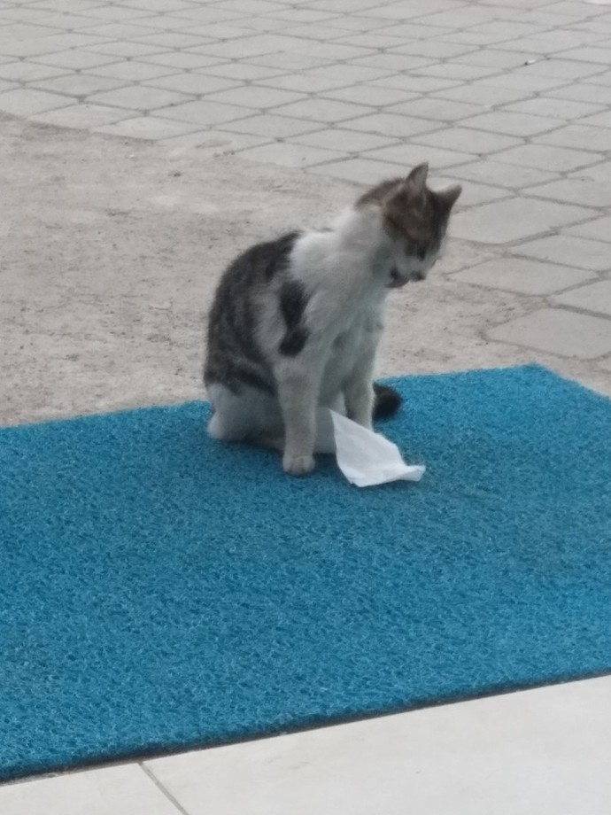 Hayvanlarla ilgili tebessüm ettiren anılarınız var mı, varsa takdim eder misiniz efendim🙃?