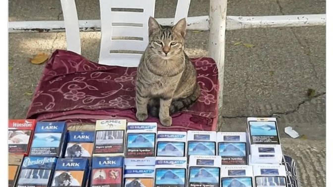 Hayvanlarla ilgili tebessüm ettiren anılarınız var mı, varsa takdim eder misiniz efendim🙃?