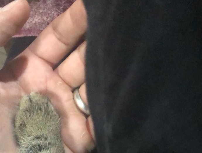 Bu nişan yüzüğü mü acil?